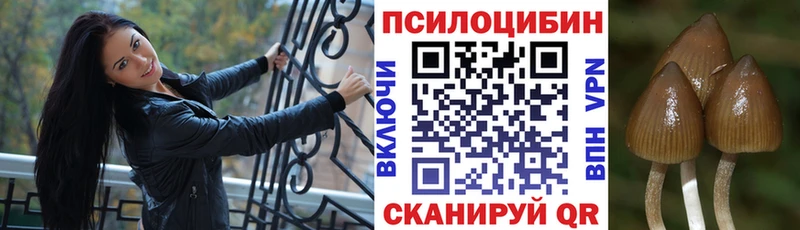 Галлюциногенные грибы Psilocybe  купить наркотики цена  Карачаевск 